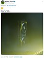 nVidia-Teaser zu einer neuen Gaming-Grafikkarte (Twitter, Februar 2020)